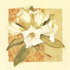 Rhododendron of Spring